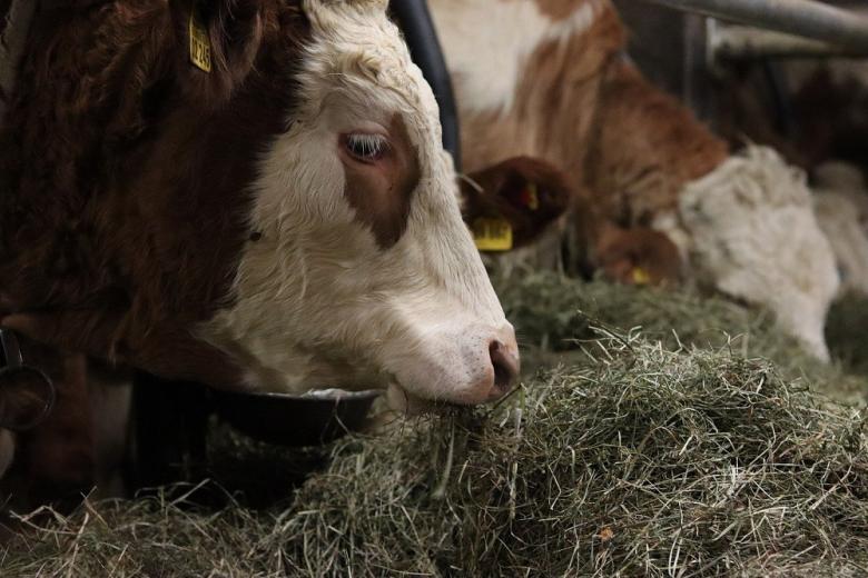 Дефицит фуражного зерна Беларусь восполнит из своих запасов –МСХ РБ